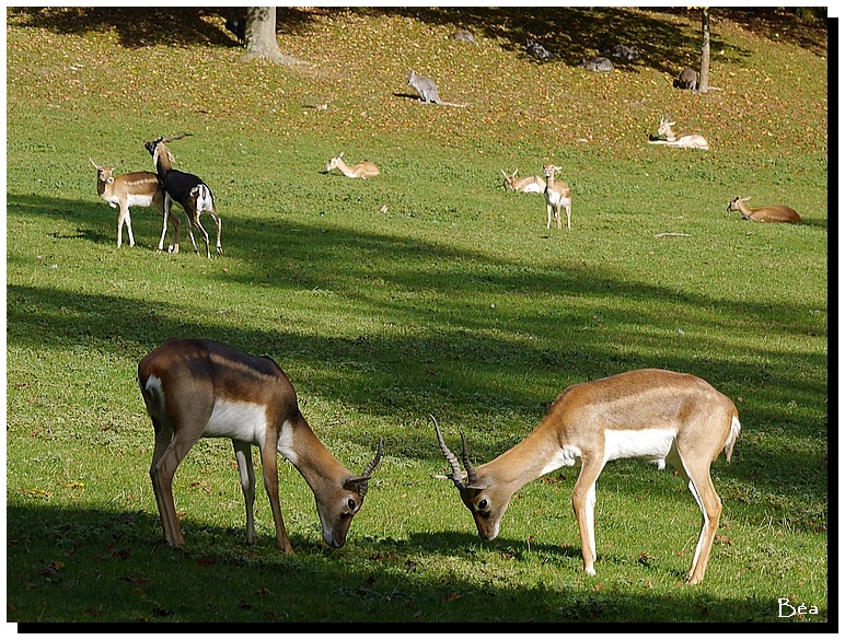 Le pacha et son harem