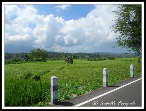 04 Aout 2014 - Ubud... le plaisir des sens...