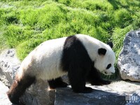 XING HUI "Etoile scintillante" (panda mâle) : Pairi Daiza le 19 mai 2014