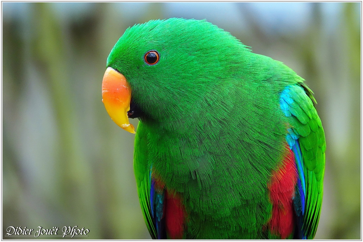 Grand Éclectus (1) - Eclectus roratus