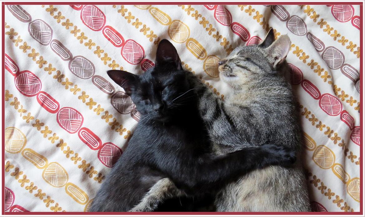 Masaï et Bambou font la sieste