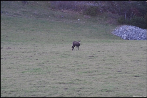 Animaux