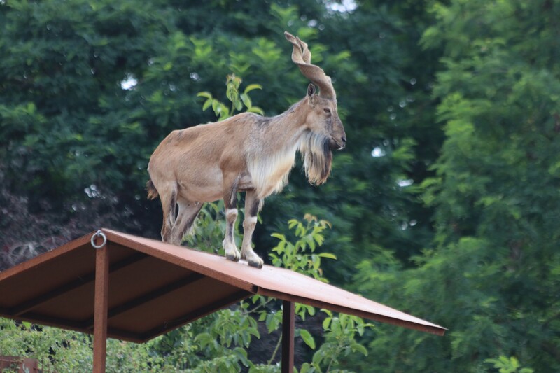 Markhor