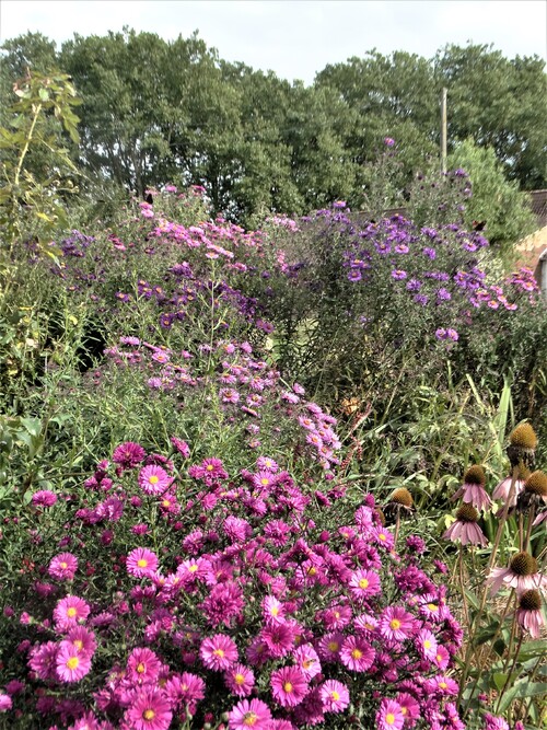 Le jardin aux papillons