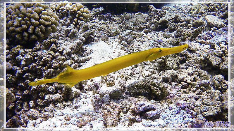 Poisson trompette forme jaune, Chinese trumpetfish (Aulostomus chinensis) - Passe Tumakohua (passe sud) - Atoll de Fakarava - Tuamotu - Polynésie française