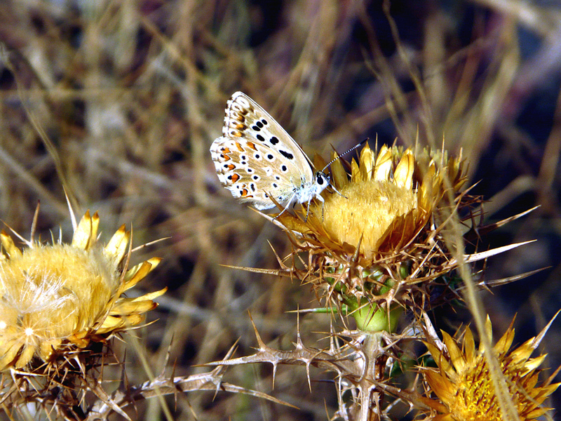 Faune des Pyrénées (Images de mon ancien blog, année 2008)