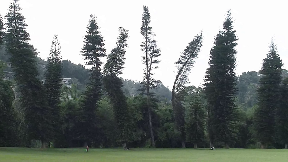 Jardin botanique de Peradeniya - Sri Lanka