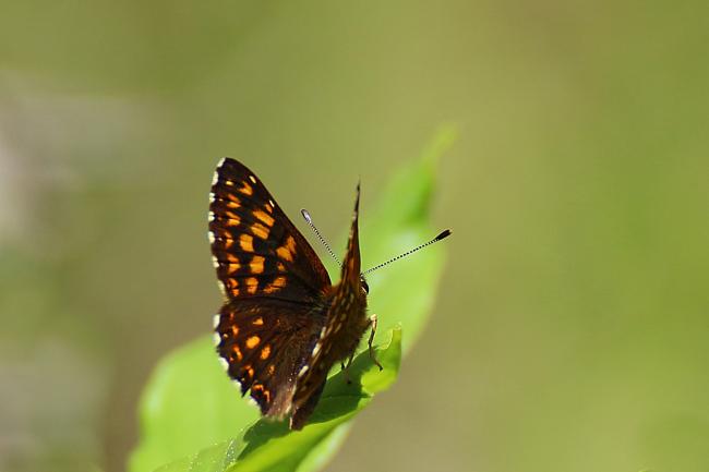 Lucine (Hamearis lucina)