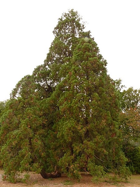 10 - Séquoia de Carquefou