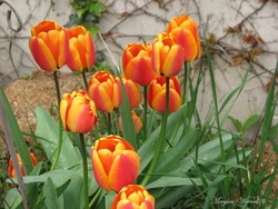 Tulipes à gogo