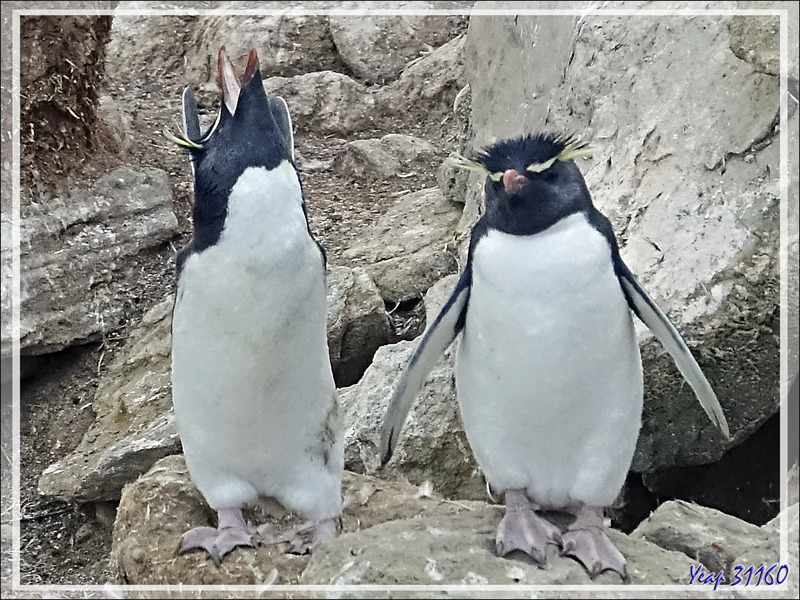 Gorfous sauteurs, Southern Rockhopper Penguin (Eudyptes chrysocome) - Coffin's Harbour - New Island - Falkland (Malouines, Malvinas) - Grande-Bretagne