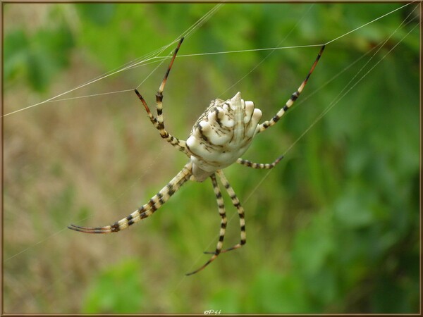 Argiope lobata