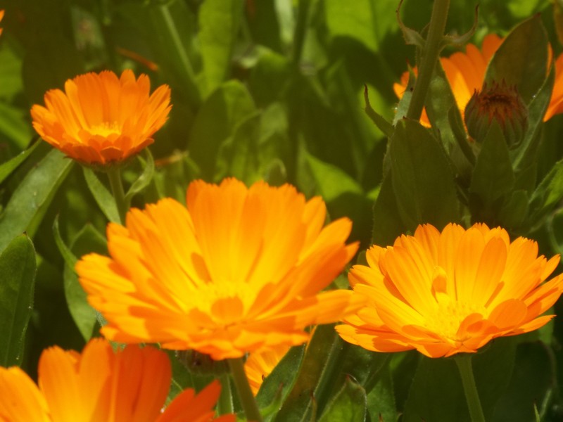 fleurs orange
