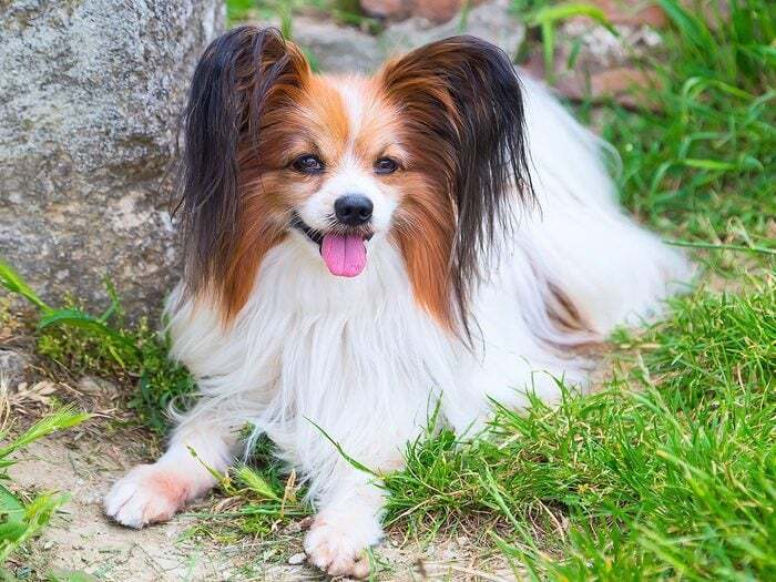 L'Épagneul papillon est l'un des chiens les plus faciles à dresser et à rendre obéissants.