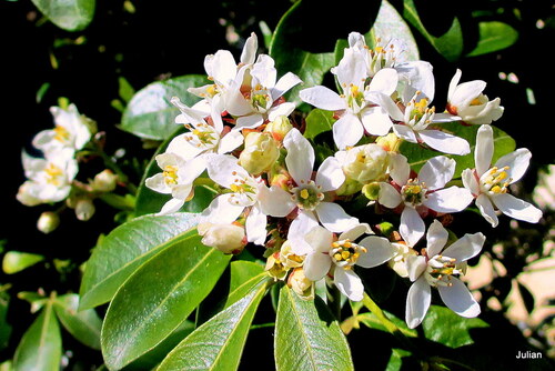 Les fleurs du choisya