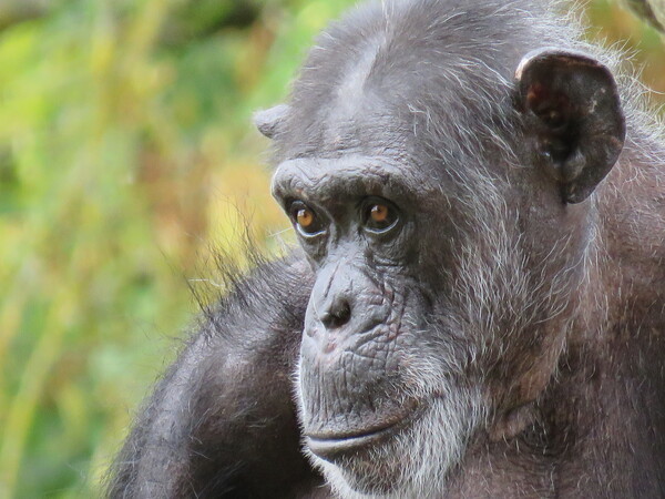 Zoo de Beauval (13).