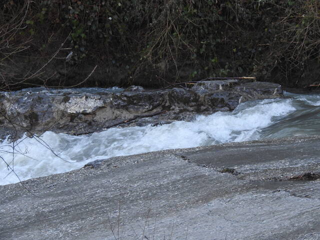 3 loups en Savoie sur Ugine