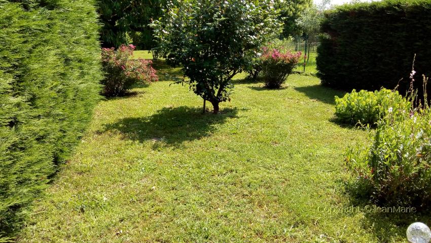 des plantes magnifiques dans mon jardin