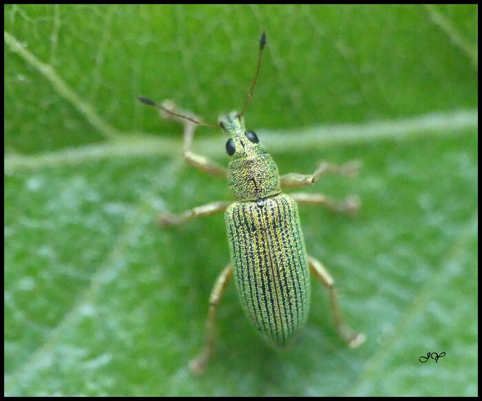 Phyllobius pomaceus.