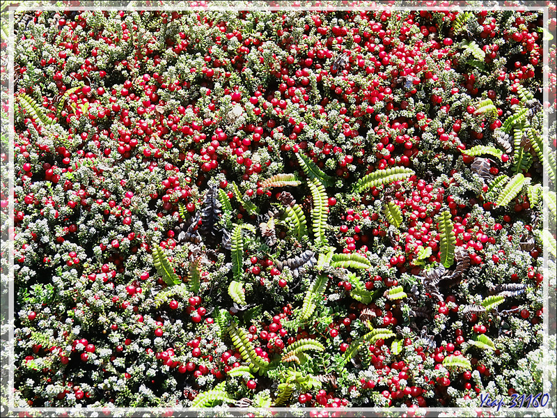 Camarine rouge, Diddle-Dee berry (Empetrum rubrum) - Ship Harbour - New Island - Falkland (Malouines, Malvinas) - Grande-Bretagne