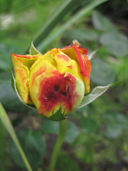 Rose jaune ' Georges Denjean ' de Guillot ( Masgeden )