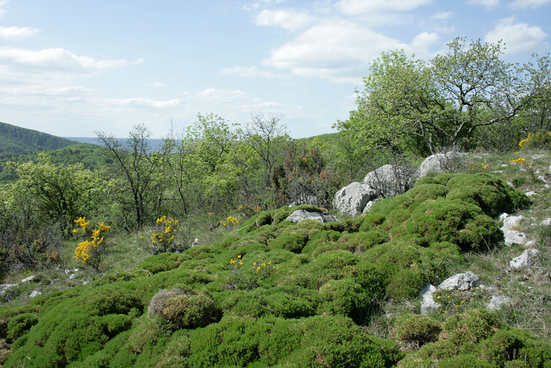 Genêt horrible (Echinospartum horridum) ou genêt-hérisson - Sauveterre de Comminges - 31  (Flore)