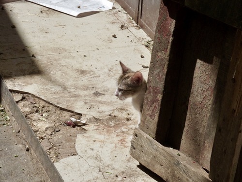 06 - Des chats dans les rues, en couleurs suite