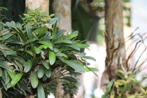 Jardin des orchidées à Monteverde