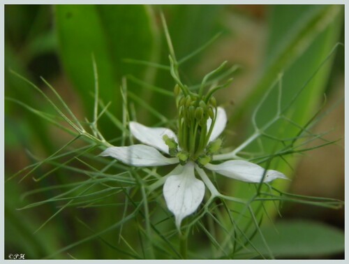 Nigelle de Damas