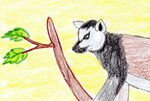 Histoires d'animaux de Madagascar : les illustrations épisode 1