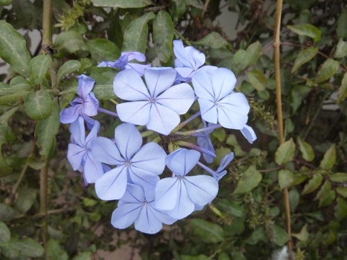 Fleurs du Pérou