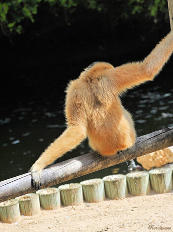 Photo de Gibbon à favoris roux (Zoo de la Palmyre)