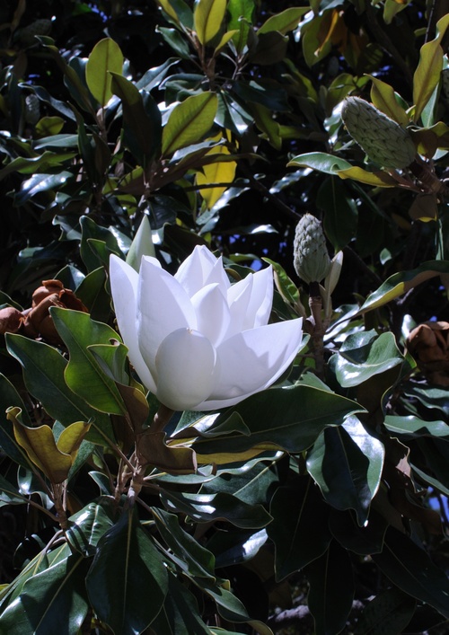 fleur de magnolia