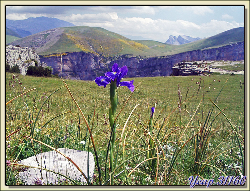Iris des Pyrénées (Iris latifolia) et Cañon d'Añisclo - Mondotò - Massif Mt Perdu - Aragòn - Espagne  (Flore) 