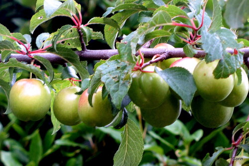 Des prunes vertes