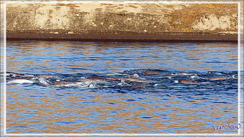 Observations de narvals - Tremblay Sound - Terre de Baffin - Nunavut - Canada