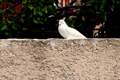 L'oiseau de pierre et les fleurs