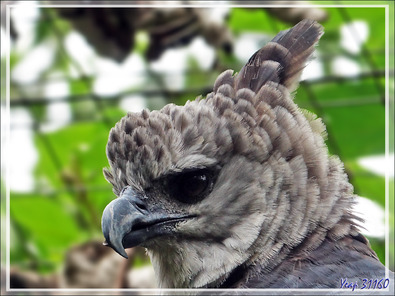 Aigle Harpie féroce, Harpy Eagle (Harpia harpyja) - Parque das Aves - Foz do Iguaçu - Brésil