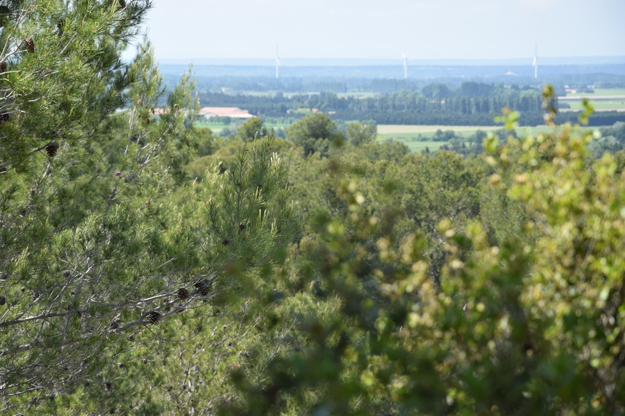 La Provence du côté d'Arles