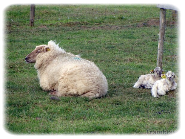 Le mouton des landes de Bretagne
