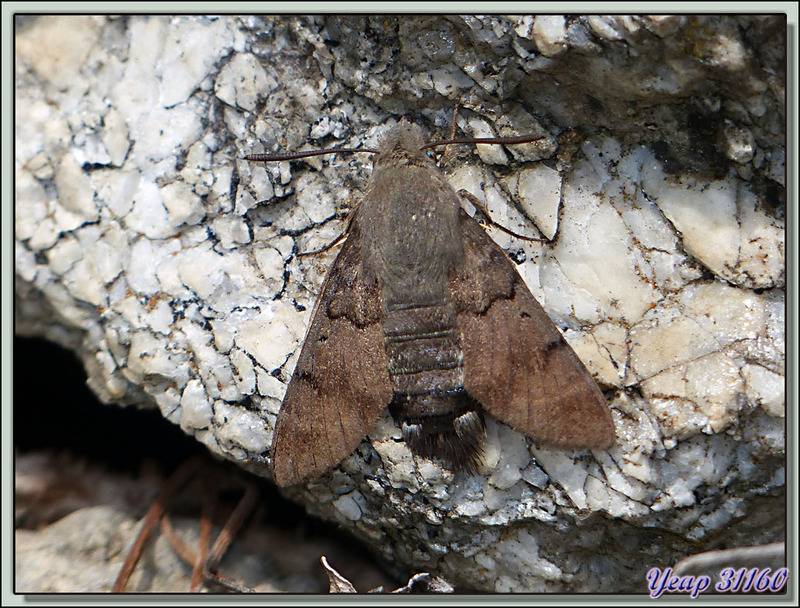 Papillon Moro-sphinx au repos (Macroglossum stellatarum) - Verdun-sur-Ariège - 09