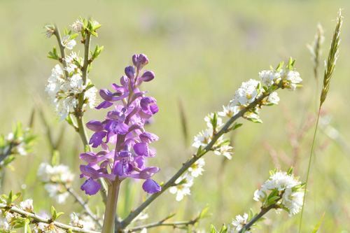 Orchis bouffon (2)