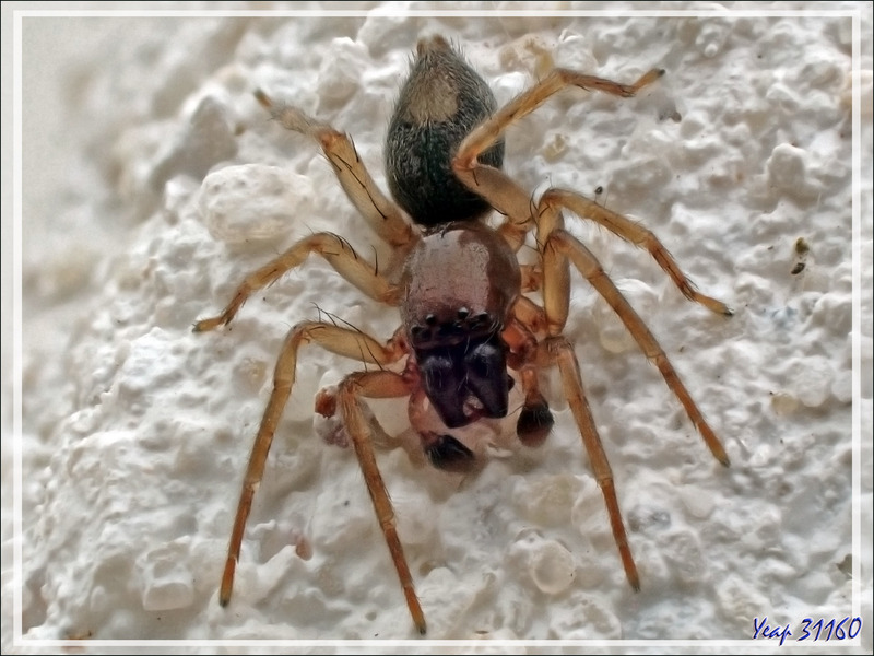 Celle-là, d'allure peu sympathique pour une araignée, m'est inconnue mis à part que c'est un mâle - La Couarde-sur-Mer - Ile de Ré - 17