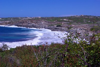 Garrigue corse