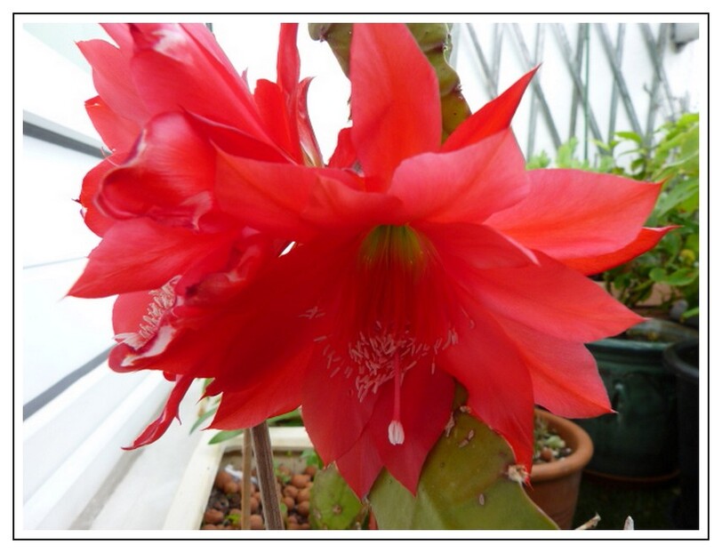 Des couleurs sur le jardin suspendu 