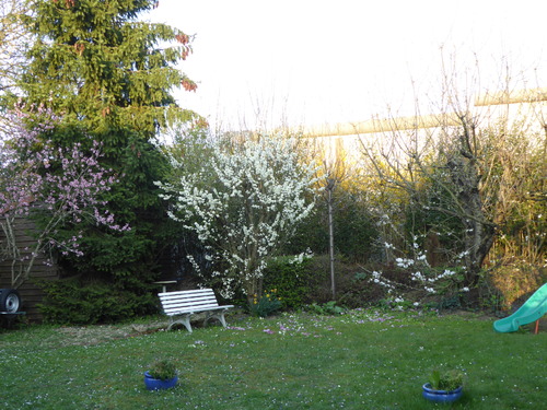 Arbres en fleurs