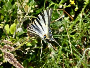 Peut être une image de nature