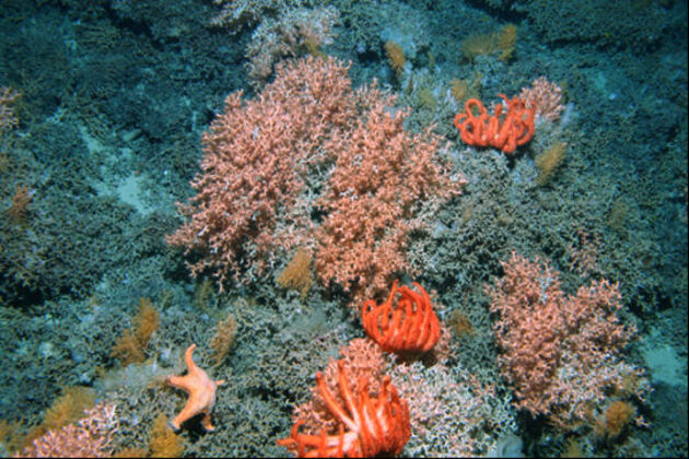 Jardins de coraux