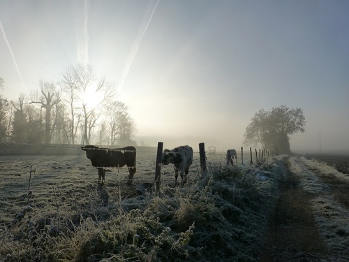 Des vaches - suite