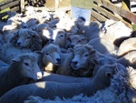 Moutons Corriedale et Merinos